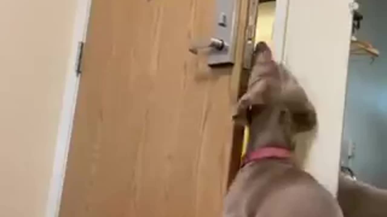 Hilarious dog opened door by himself | must watch