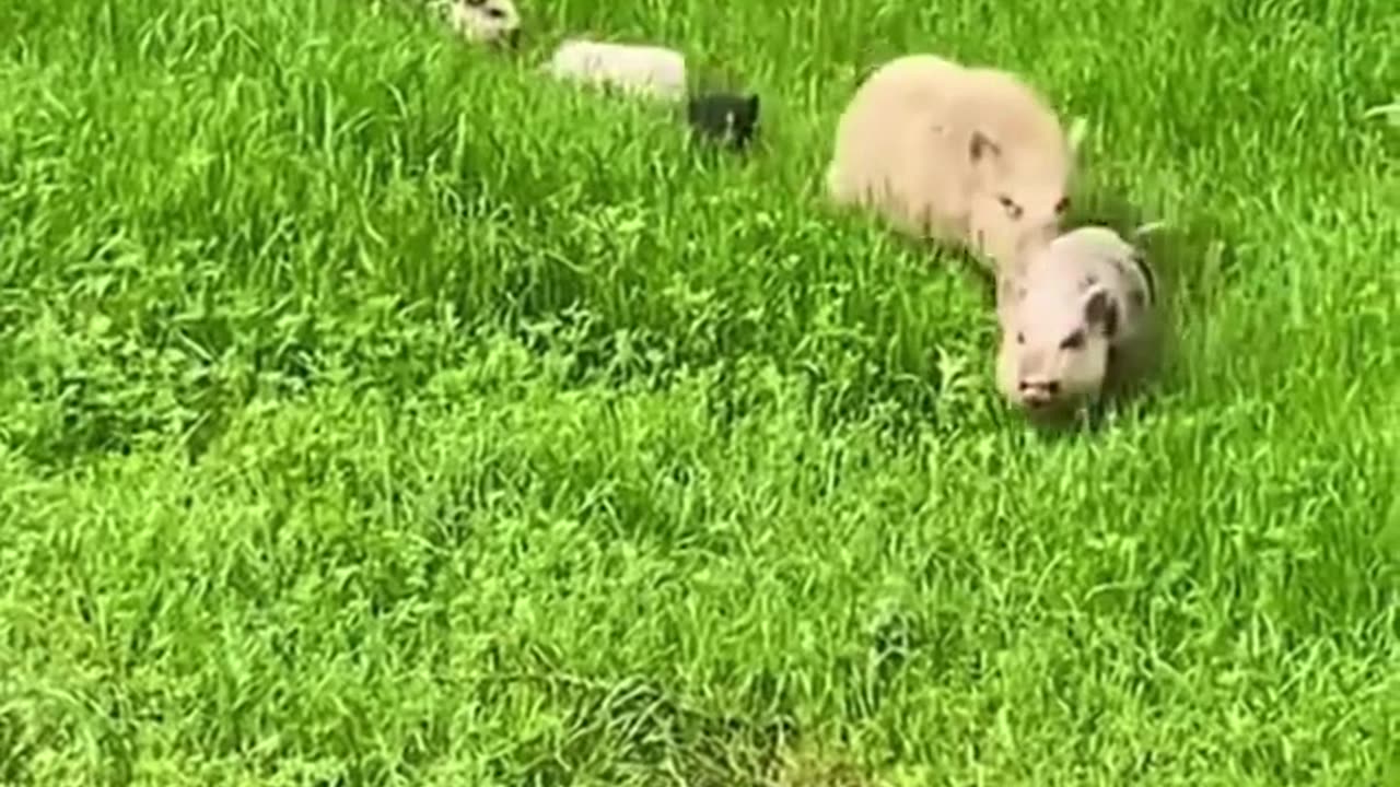 Happy piggy family