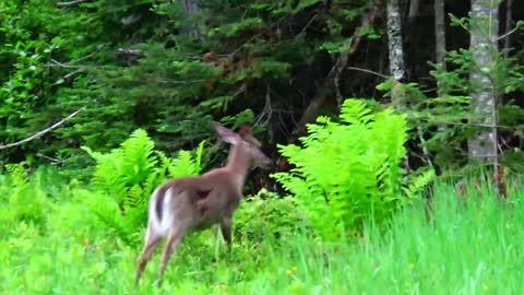 White-tailed deer