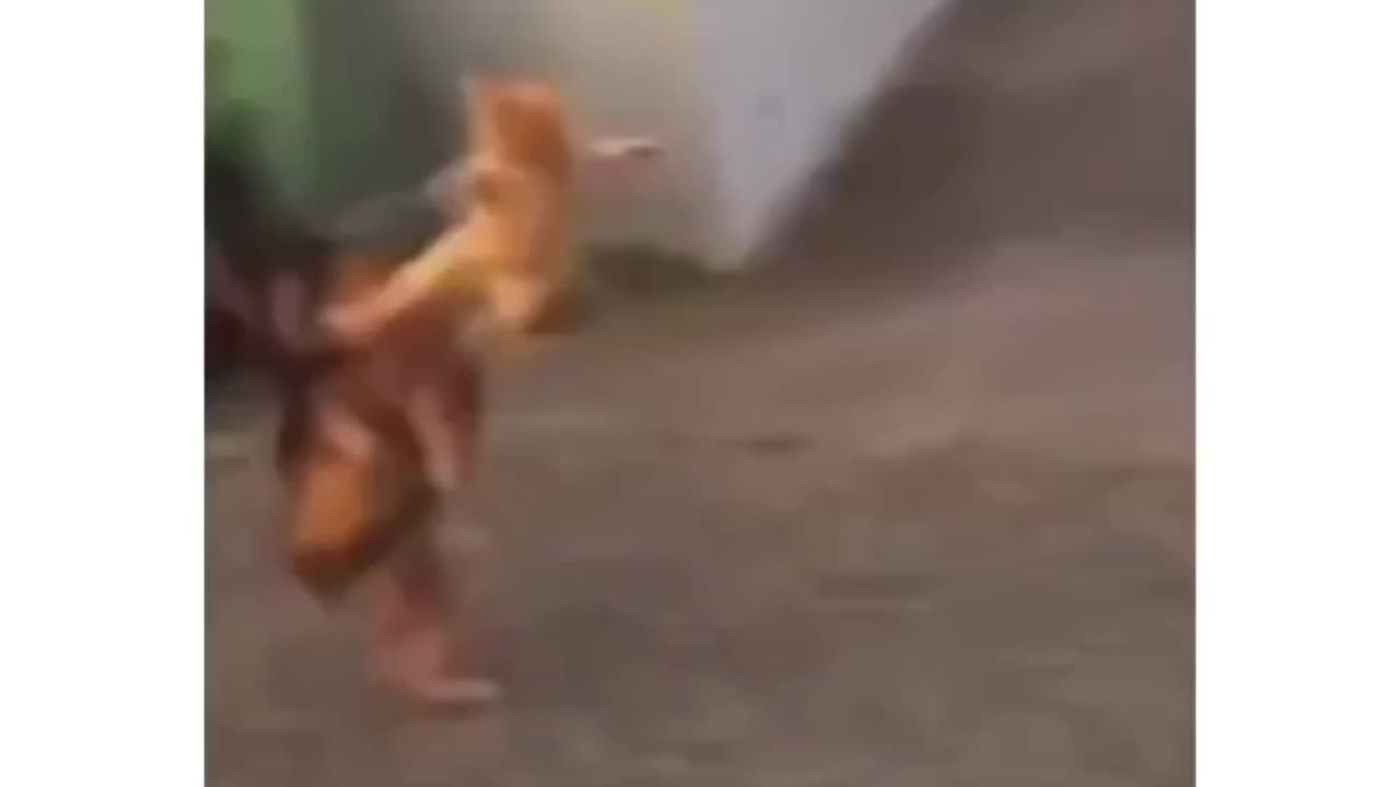 Kung Fu cat