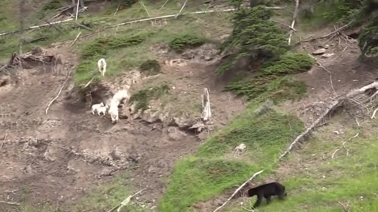 ¡¡¡ Estas CABRAS de montaña Desafían a la MUERTE !!!1