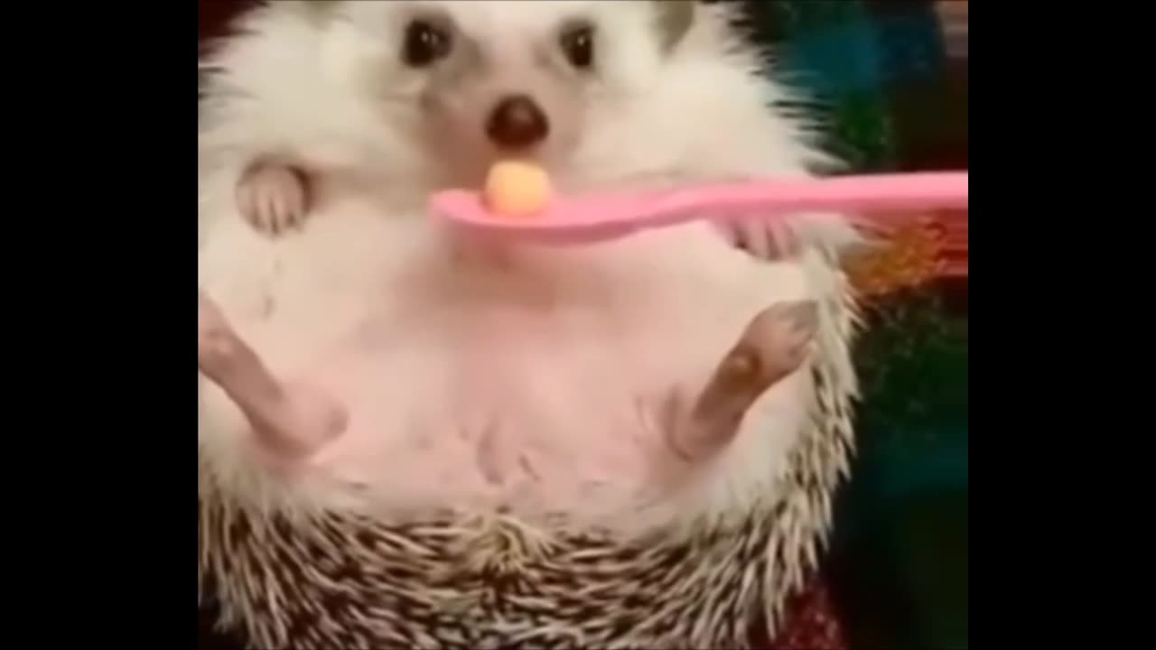 Angry Hedgehog