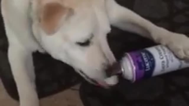 Dog Eats Whipped Cream Straight From The Canister