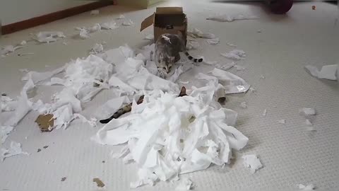 Bengal Cats React To Toilet Paper