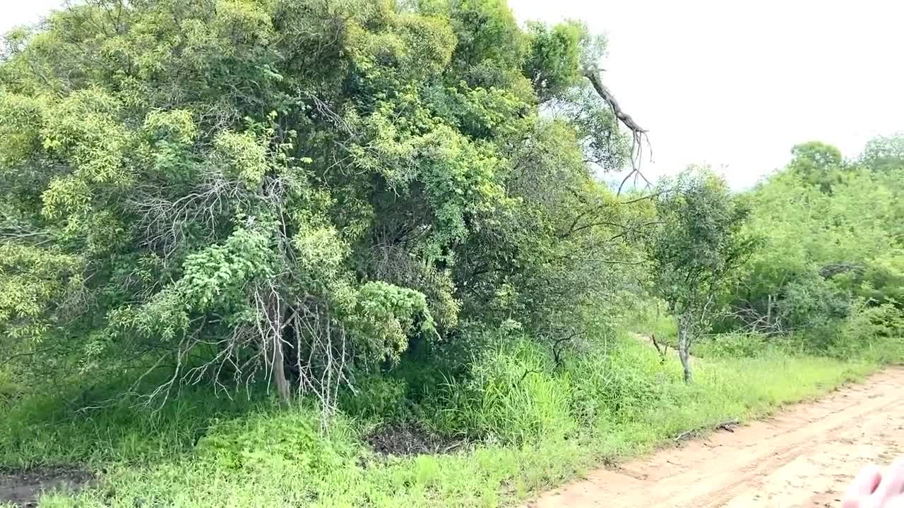 Angry Elephant Charges Safari Guide | Big 5 | African Wild Elephants