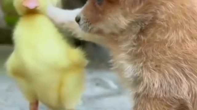 A cute dog having fun with a cute duck.