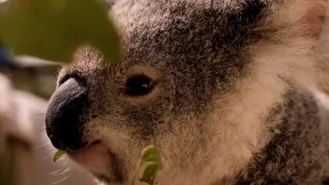 koala eating leaves