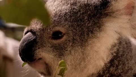 koala eating leaves