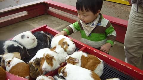 子育て記録 賢 1歳6ヶ月 動物園にてモルモットやうさぎと戯れる