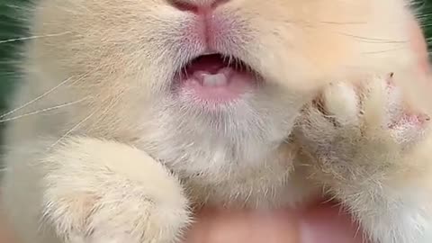 baby bunny makes cute sound