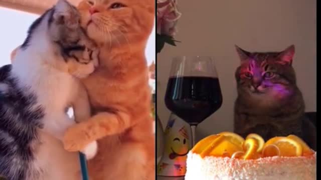 Kitty Comedy Club: A Laugh-Out-Loud Cat Video Showcase