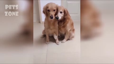 Cute pets doing silly things