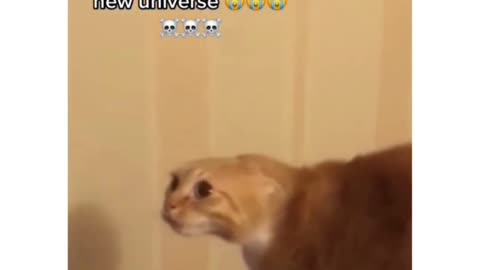Funny cats