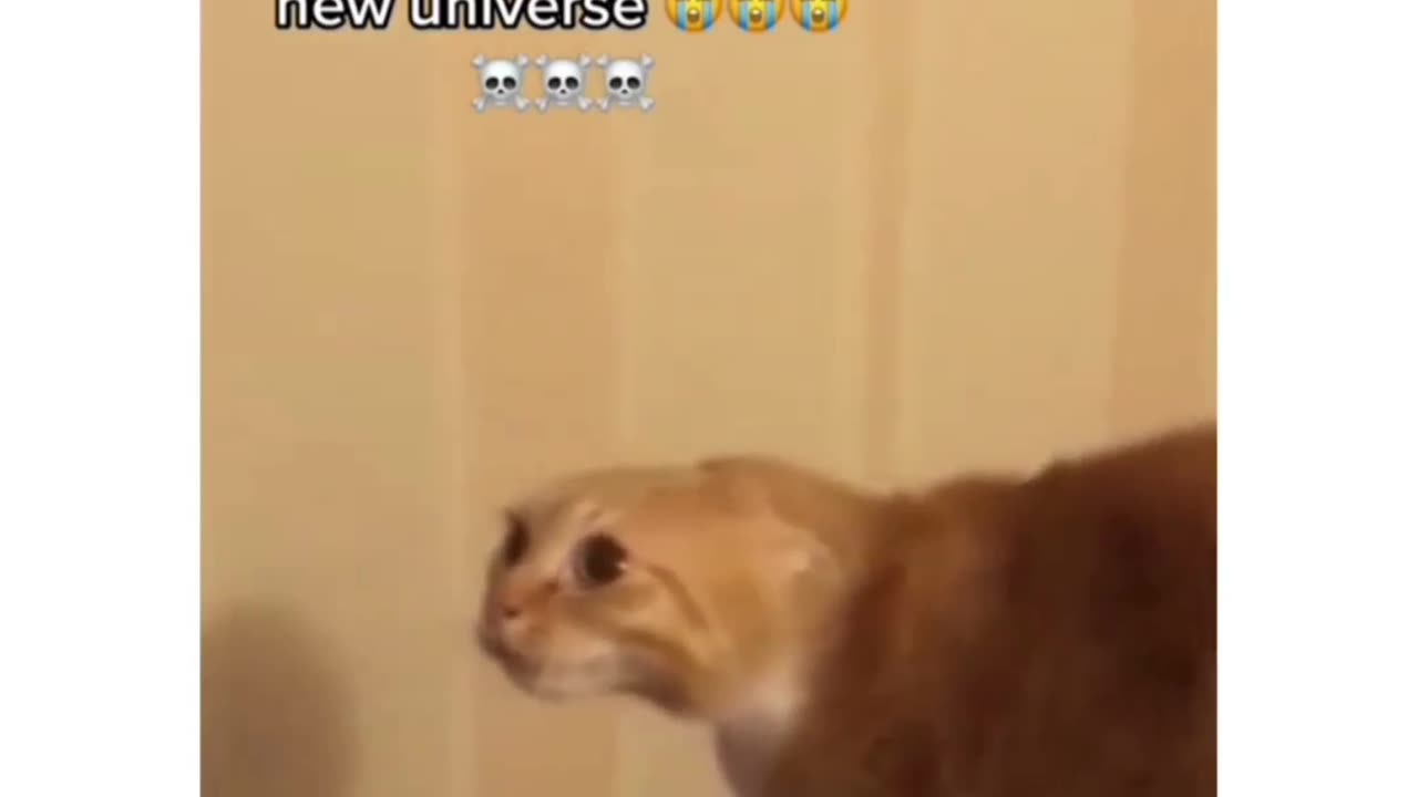 Funny cats