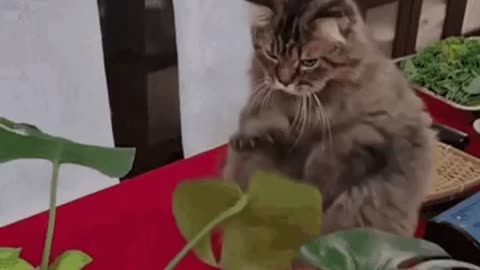 Cute Cat Gif! 🥰💗🐈