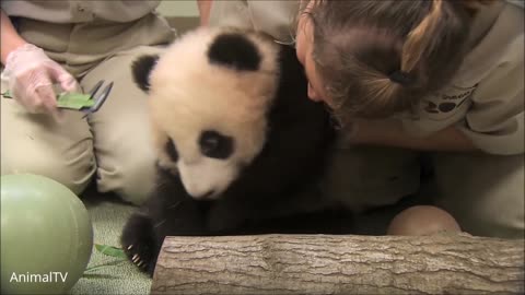 Compilation of Cute Baby Pandas Having Fun - Try Not to Laugh!