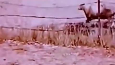 Funny, Animals, Funniest Animals, Funny Videos