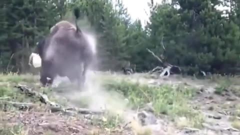 Buffalo Play No Games