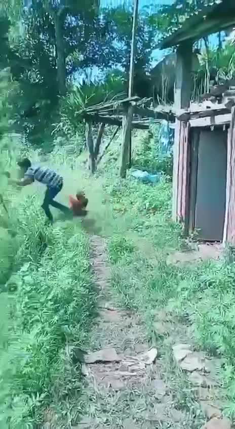 Lol Beware of the cluck cluck