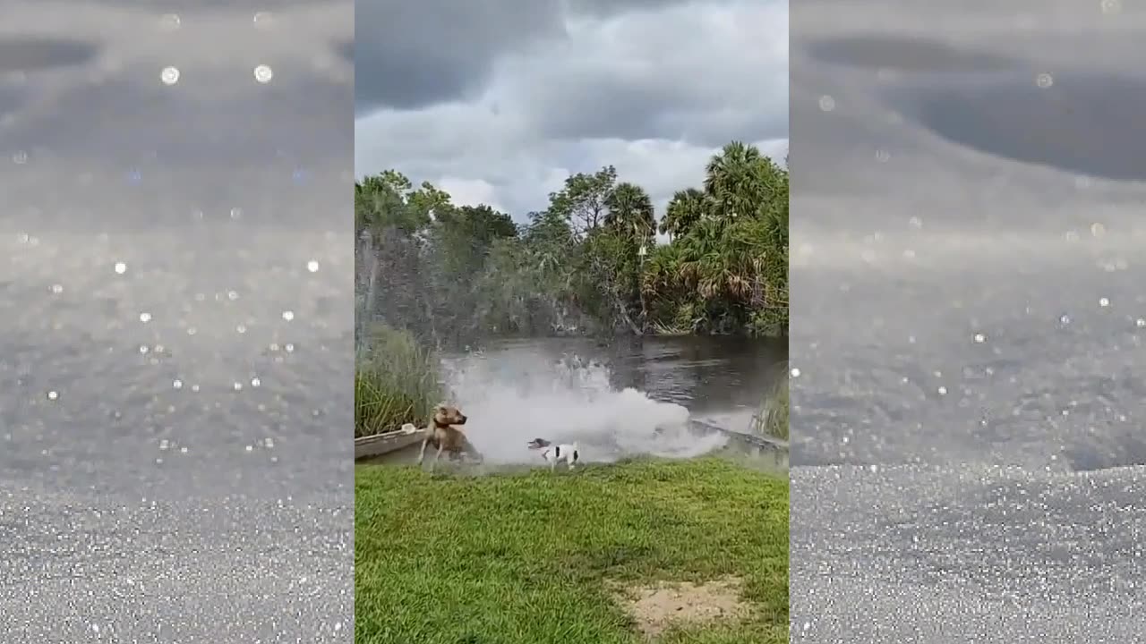 The dog was startled by the giant fish.