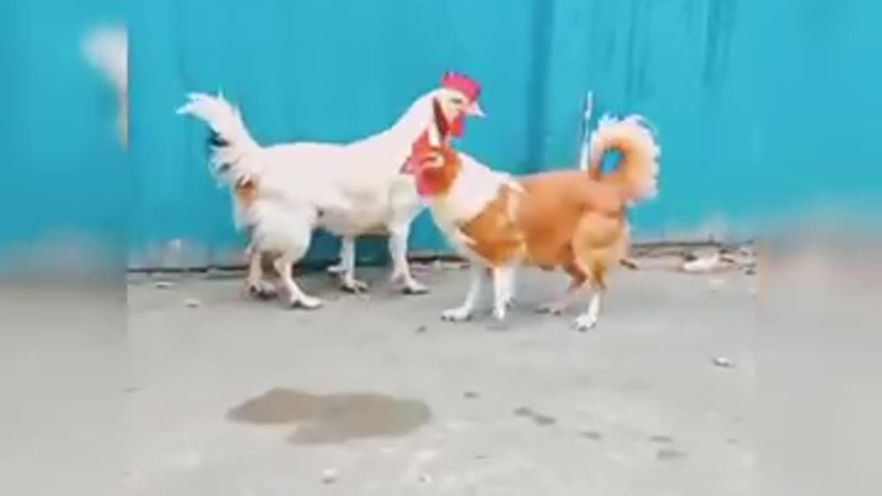 Funny dogs and hens playing