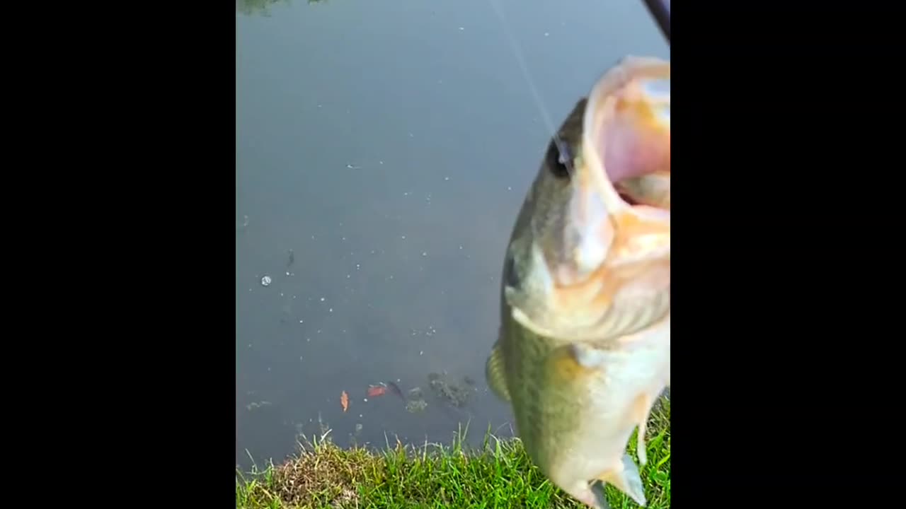 Tricky Little Bass, Finally Got'em!