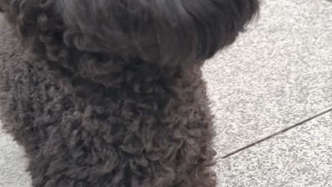 puppy
