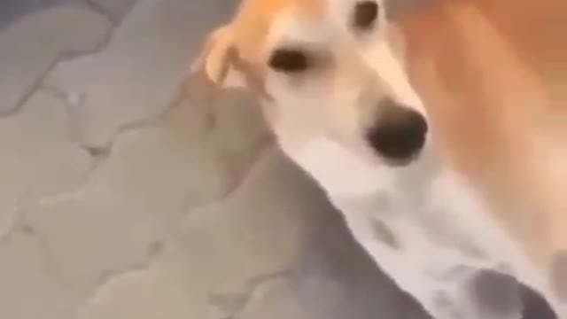 What happen when you disturb a street dog 🐕