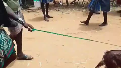 የበና እና የሀመር ማህበረሰብ ባህል በደቡብ ኦሞ ዞን/Bana and Hamer community culture in South Omo zone