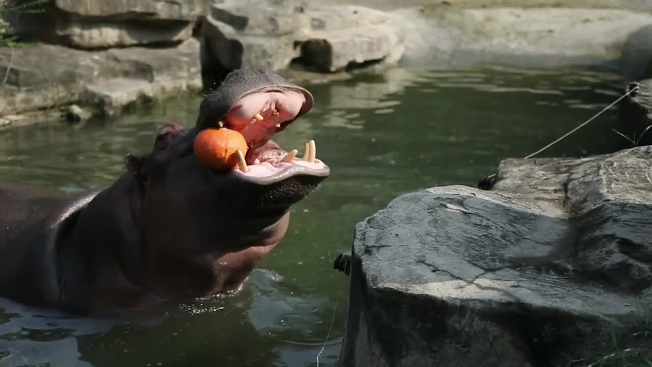 A hippopotamus