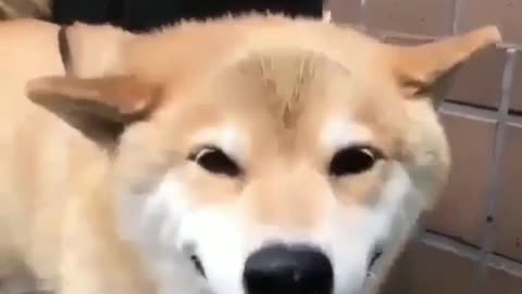 Funny animals