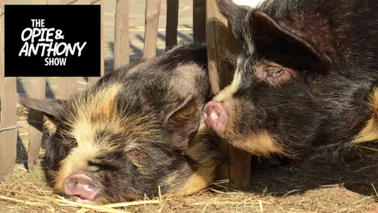 Opie and Anthony Tiny Tidbits: Sled, Hogs, and wartime propaganda!