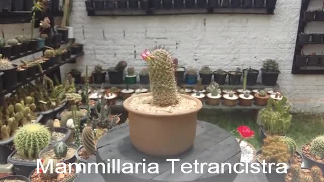 Mammillaria Tetrancistra