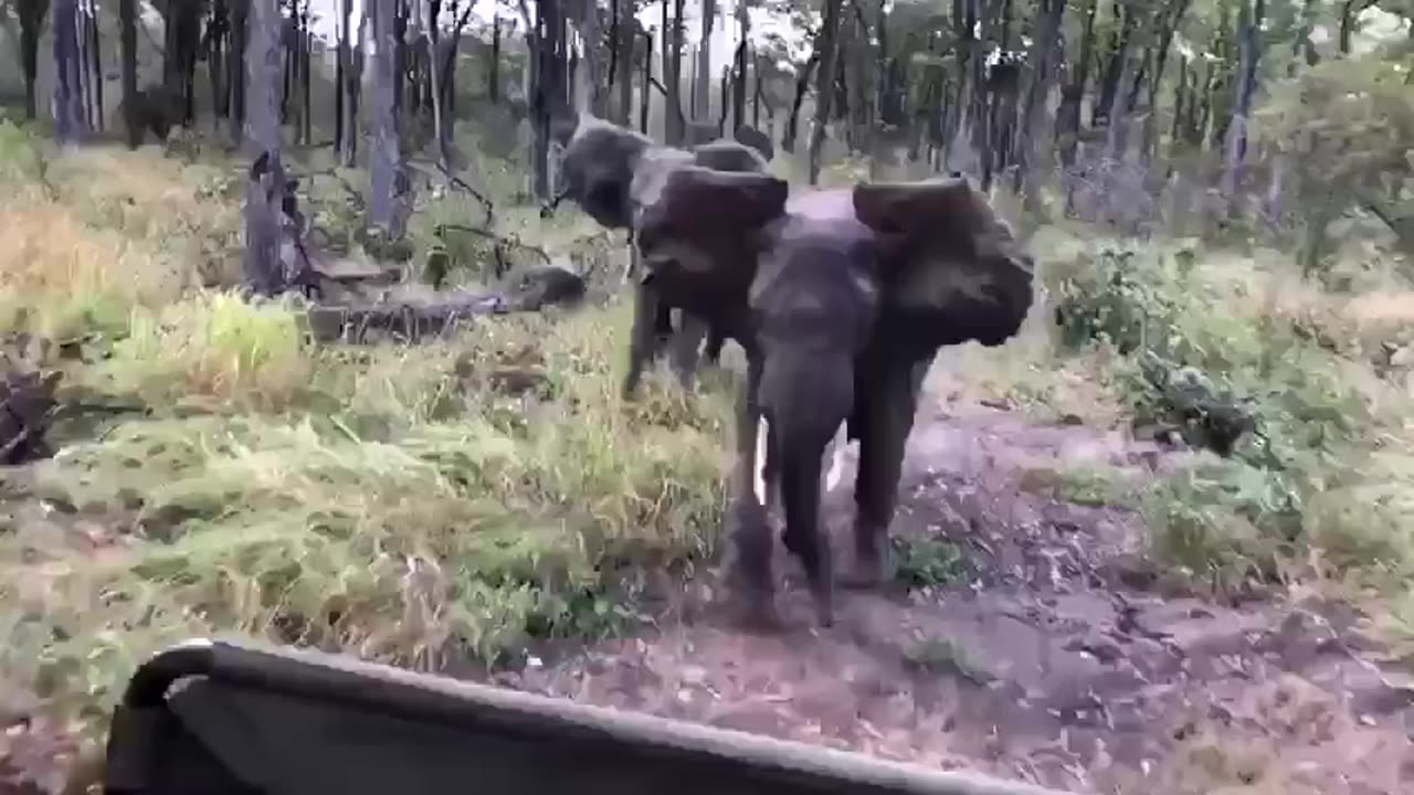 Please dont run, im your friend Elephant 🐘