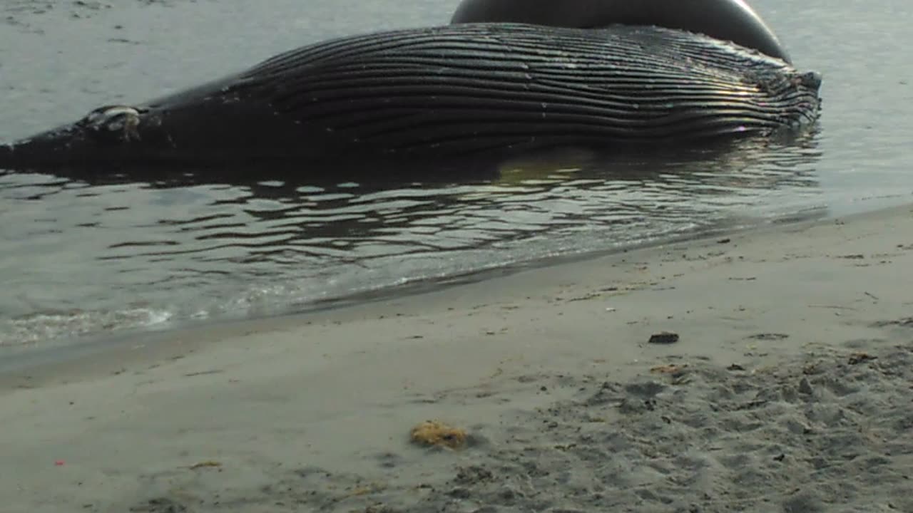 dead Wale HUMPBACK found in far Rockaway Beach