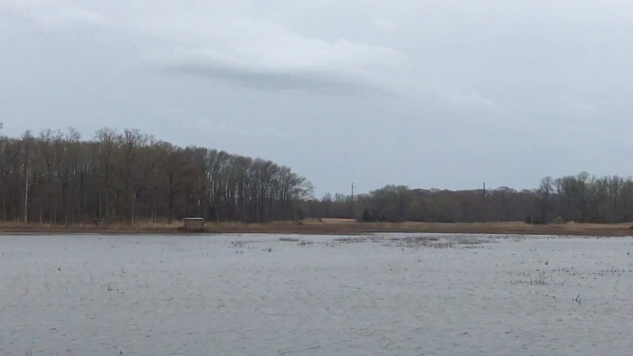 Birds Nosedive into Bay to Eat Fish