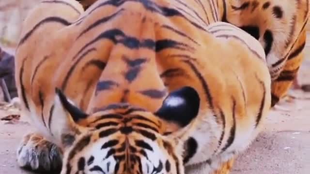 There is no tiger this body of sinew meat to conquer the tiger Siberian tiger
