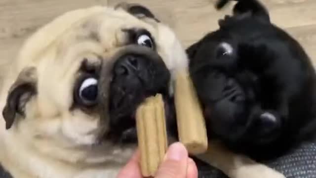 Cute Little Pug Buddies Fight Over Chewy Sticks