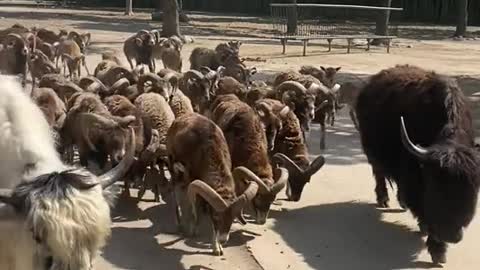 The sheep