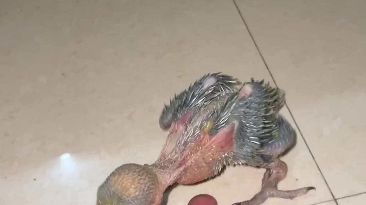 Cute Baby Parrot | Parrot