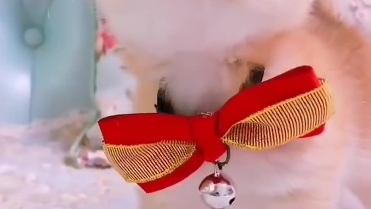 Cute cats and kittens video