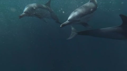 Group of Dolphins Swimming Underwater