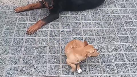 Rottweiler