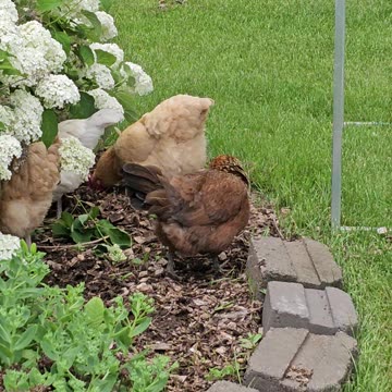 OMC! Feathered friends gone wild - Brownie and Whitey lead the way! #chickens #hens #hunting #shorts