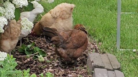 OMC! Feathered friends gone wild - Brownie and Whitey lead the way! #chickens #hens #hunting #shorts