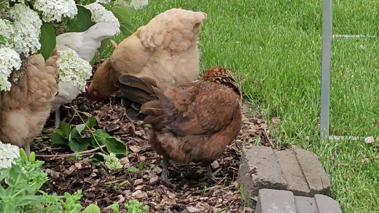 OMC! Feathered friends gone wild - Brownie and Whitey lead the way! #chickens #hens #hunting #shorts