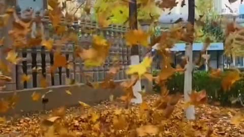 Autumn Scenery