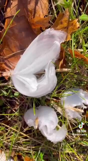 Frost Flowers