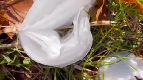 Frost Flowers