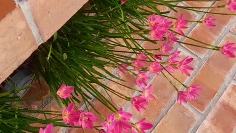 The colors of the flowers and the music are wonderful✌️🙂